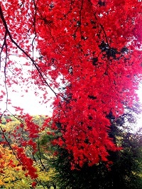 写真 2012-11-19 12 24 11.jpg