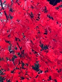 写真 2012-11-19 12 24 44.jpg